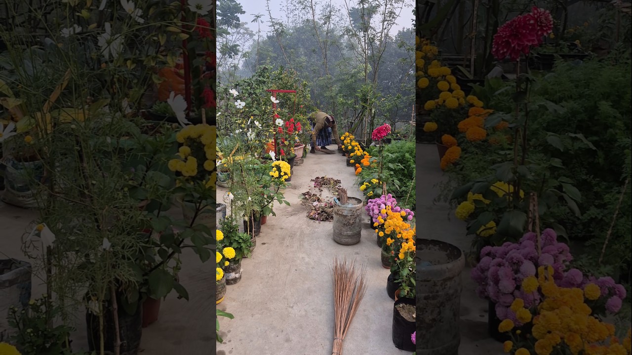 গাছেরও প্রাণ আছে, তাই তাদেরও সুস্বাস্থ্য বজায় রাখা দরকার  