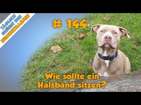 Video: Wie Man Einem Hund Ein Halsband Anlegt