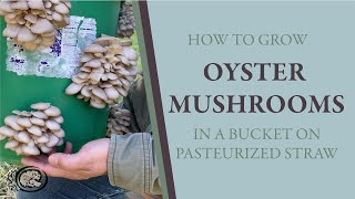 Growing Oyster Mushrooms in a Bucket: How to use a bucket and pasteurized straw to grow mushrooms. - YouTube Growing Oyster Mushrooms in a Bucket: How to use a bucket and pasteurized straw to grow mushrooms. - YouTube