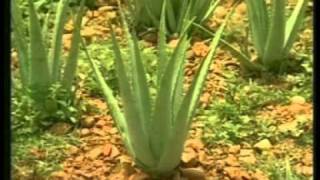 ALOE VERA Une vieille plante médicinale