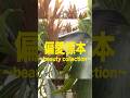 【偏愛標本】美・集結。”偏愛過ぎて変態”なビカクインサート集🌱ひょうろく珍奇植物を探す旅＠Takasaki Farm(宮崎県) 変態植物倶楽部 #ひょうろく#珍奇植物 #ビカクシダ #shorts