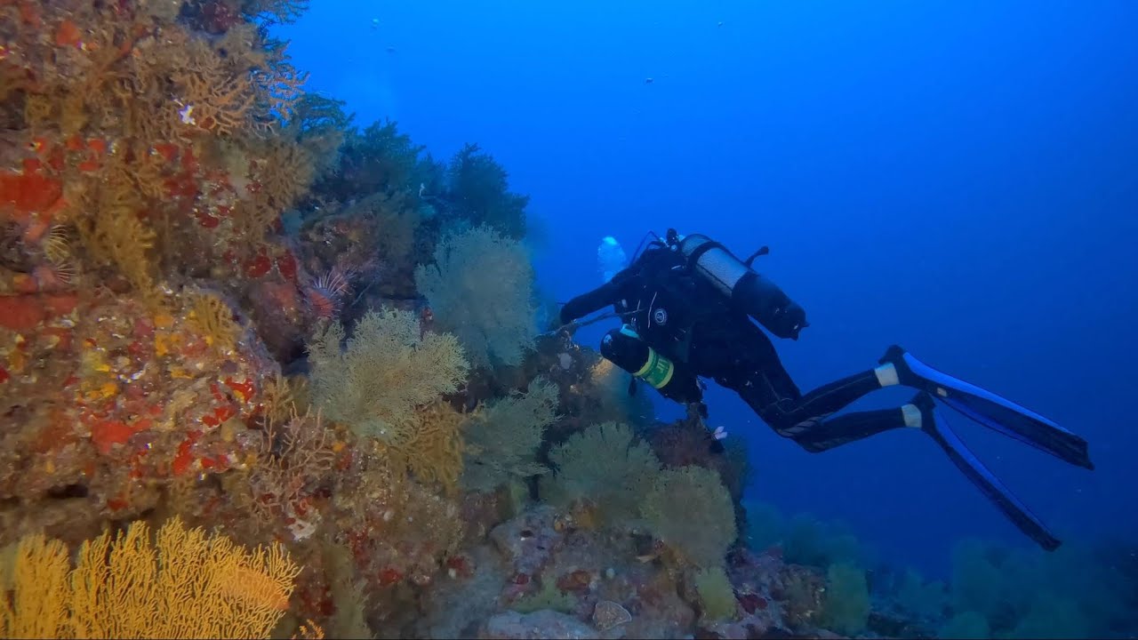 Scuba Diving In Mauritius with the MUG Patate Michel 31/07/22 YouTube