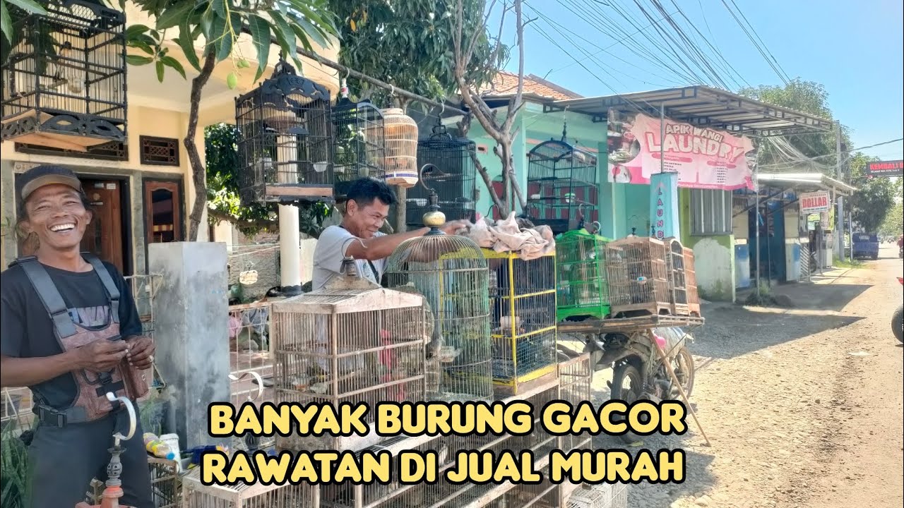 BANYAK BURUNG GACOR RAWATAN DI JUAL MURAH
