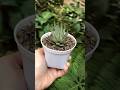 Succulent #shorts #trending #shortsfeed #plants #reels #viralvideo #trending #shortsfeed #song