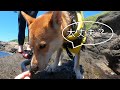 飛び込みをする家族を心配して必ず迎えに行くワンジローが忠犬すぎる！