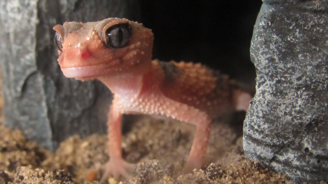 Grumpy Gecko Grumpy my Knobtailed Gecko went into his new set up - YouTube
