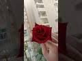 Beautiful rosses