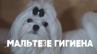 Мальтезе. Как правильно ухаживать за питомцем by Marchelache 64,223 views 4 years ago 11 minutes, 43 seconds