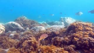 Pagrus Pagrus Linnaeus, 1758