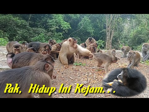 Video: Gibbon adalah monyet yang cerdas. Habitat, gaya hidup, dan disposisi owa