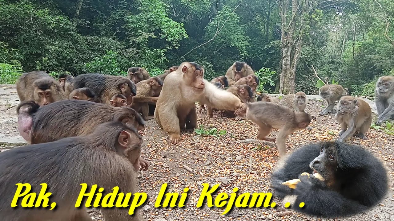 Pak,hidup ini ternyata kejam..