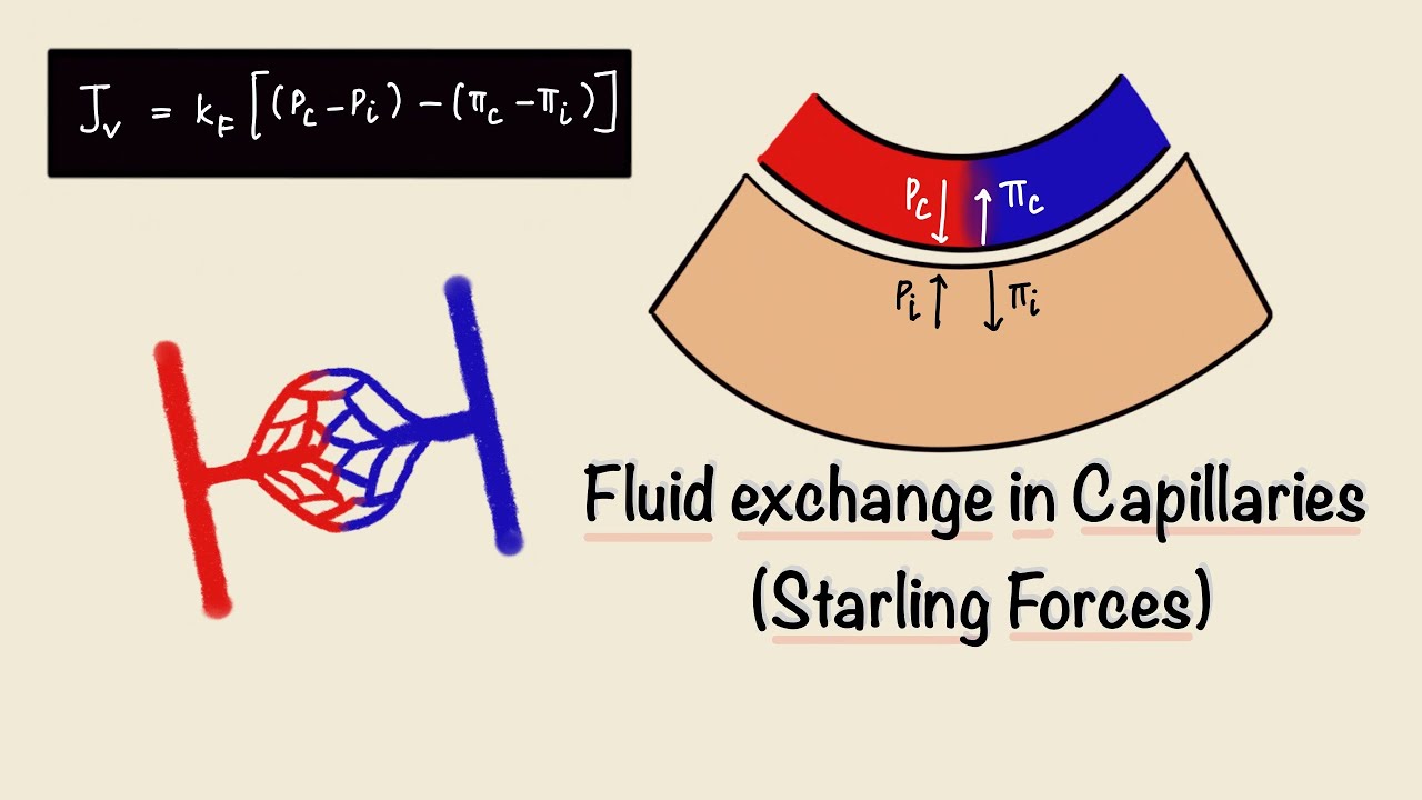 Fluid Exchange In Capillaries | Starling Forces | Capillary Filtration | General Physiology