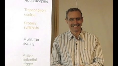 Upinder S. Bhalla - How to Self-Assemble a Functioning Dendrite from Molecules and Electricity