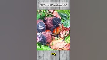 KHẮC TINH CỦA LOÀI RẮN