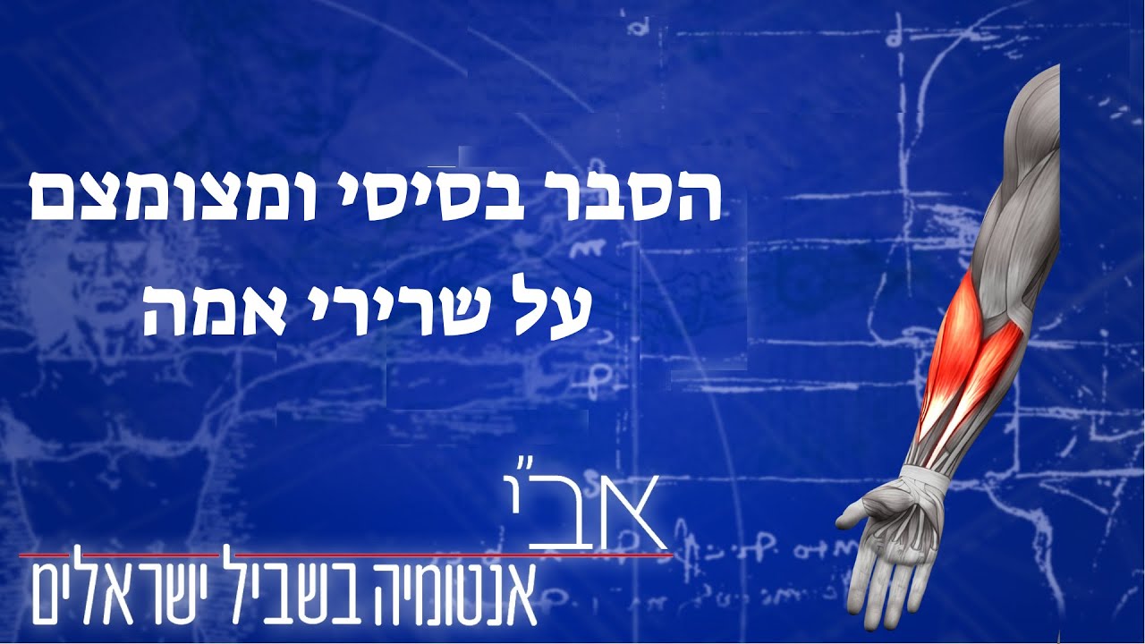 הסבר בסיסי ומצומצם על השרירים באמה - YouTube