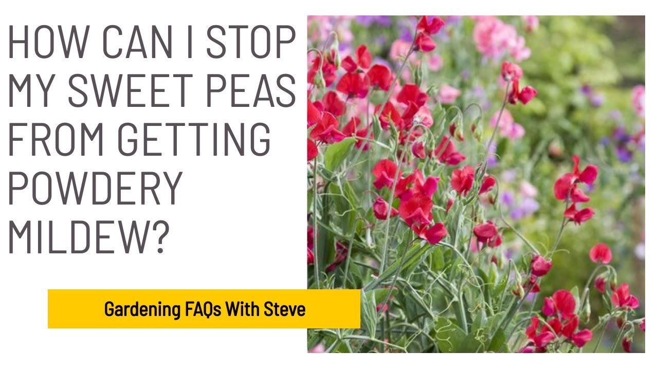 How can I stop my sweet peas from getting powdery mildew? Gardening