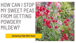 How can I stop my sweet peas from getting powdery mildew? | Gardening for Beginners