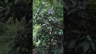 云顶山脚下的餐馆 “森苑饭莊”