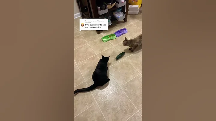 Video 9406521: kitten kitty catlover funnycats, cats kitten funnycats catlovers, kitten funny catlover kitty, cat vs kitten