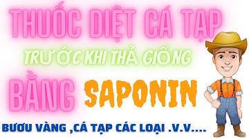 SaPonin Diệt Cá Tạp Cá Giữ Ốc Bươu Vàng/ Trước Khi Thả ỐC Giống , Cá Nhỏ. Cá Tạp Ở Ao Nuôi ...