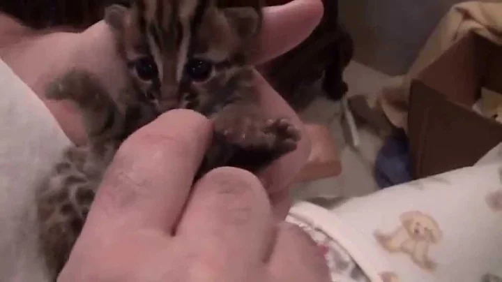 Watch the video about Asian Leopard Cat playing at 3 weeks old