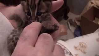 Asian Leopard Cat playing at 3 weeks old