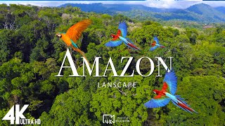 Amazon 4K | Крупнейший в мире тропический тропический лес | звуки джунглей