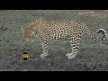 safariLIVE - Sunset Safari - June 6, 2019