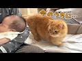赤ちゃんがいない隙にベッドを横取りしちゃう猫が可愛すぎる!