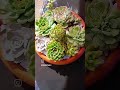 "Verão Suculento: Shorts para um Arranjo de Plantas que Adorna Qualquer Espaço 🌵☀️  #suculentplan