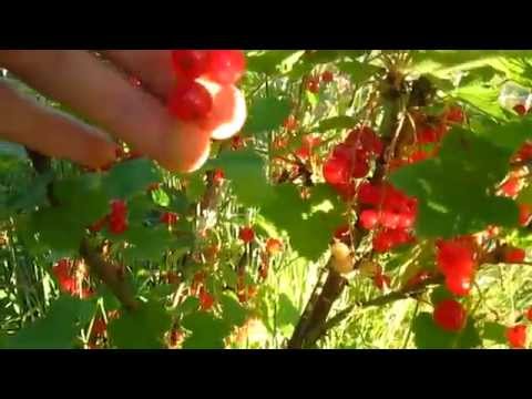 Video: Mali Ya Currants Nyekundu