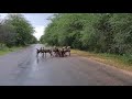 Kruger National Park, South Africa, Wild dog, impala kill