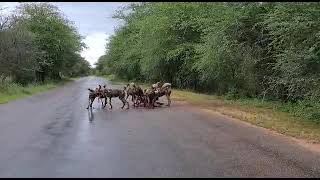 Kruger National Park, South Africa, Wild dog, impala kill