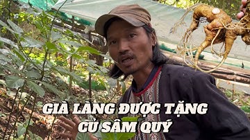 BẤT NGỜ GIÀ LÀNG ĐƯỢC TẶNG CỦ SÂM NGỌC LINH CÓ GIÁ TRỊ RẤT LỚN | Già Làng Tây Nguyên
