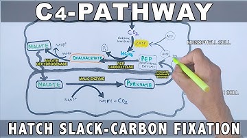 C4 Pathway Carbon Fixation