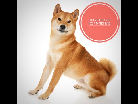 Питомец на натуральном кормлении Что важно знать?