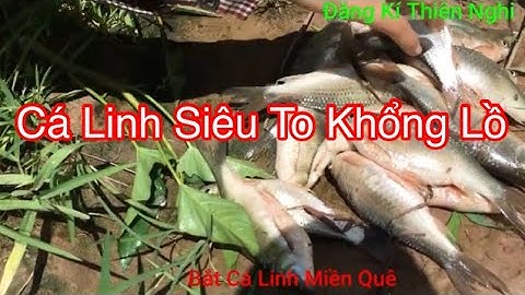 Cá Linh Đồng Siêu To Khổng Lồ- Săn Bắt Miền Quê| Thiên Nghi