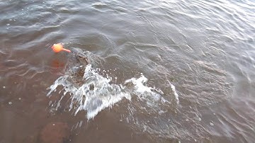 Câu cá mè bò 3,6kg đập Dăk R`tih 30/1/20