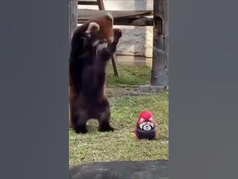 Red Panda Attack! New Toy! #shorts - YouTube