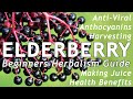 Elderberry | Nature&#39;s Best Anti-Viral