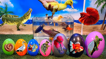 Tổng hợp video cá cảnh đẹp, động vật dễ thương, cá mập, vịt, rùa, chép sư tử