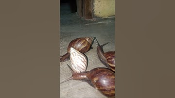Three giant snails pass through the snail shells that block the way #shorts