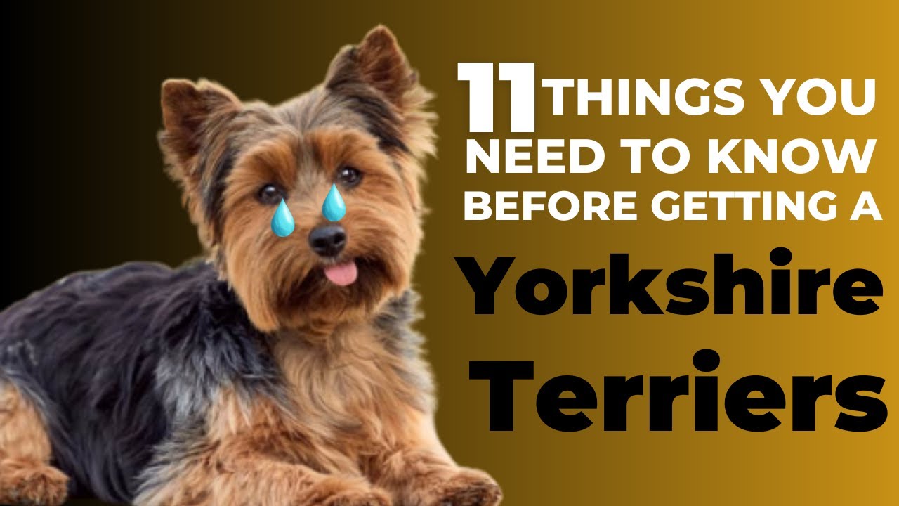 11 Things You Need to Know Before Getting a Yorkshire Terrie - YouTube