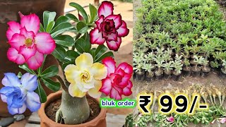 Grafted Adenium Plants | Online Sale | Adenium Combo | Low Price Desert Rose