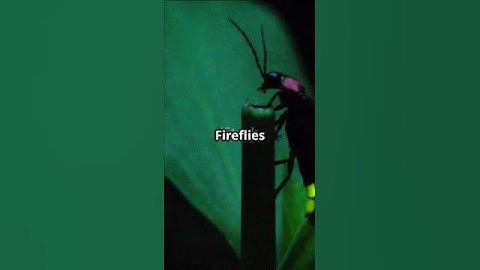 Does fireflies are endangered? #shorts #fyp