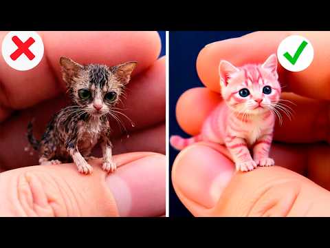 Hilarious Cat Reactions to Viral TikTok Trends Unleashed | By Meow-some! Live
