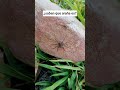 Saben que tipo de Araña 🕷️ es #naturaleza #insectos #entretenimiento #spider