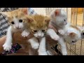 猫の子育て27 生後1ヶ月子猫の名前やっと決まりました