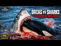 OCEAN’S DEADLIEST MINDS | Orcas vs Great White Sharks | Nature Animal Documentary