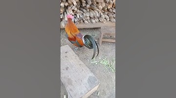 saib qaib dib txuam qaib qus